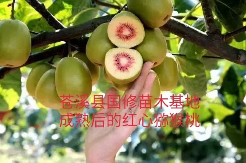 猕猴桃袋果袋猕猴桃套果袋防虫防鸟12X16每件1万个