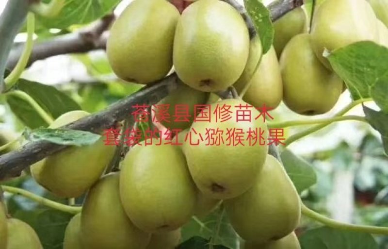 猕猴桃袋果袋猕猴桃套果袋防虫防鸟12X16每件1万个
