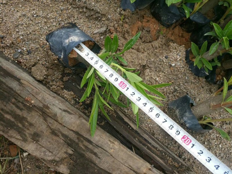 夹竹桃，各种绿化苗木有需要的联系，量大优惠欢迎新老客户下