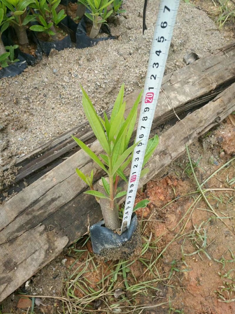 夹竹桃，各种绿化苗木有需要的联系，量大优惠欢迎新老客户下