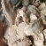 片姜黄福建正品手选大片无黑片干净无杂包邮