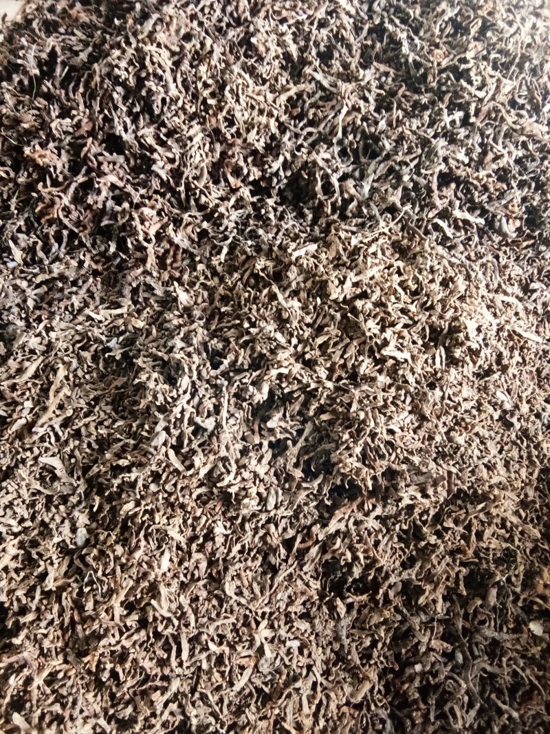 大量供应骨碎补！全干！个子货！