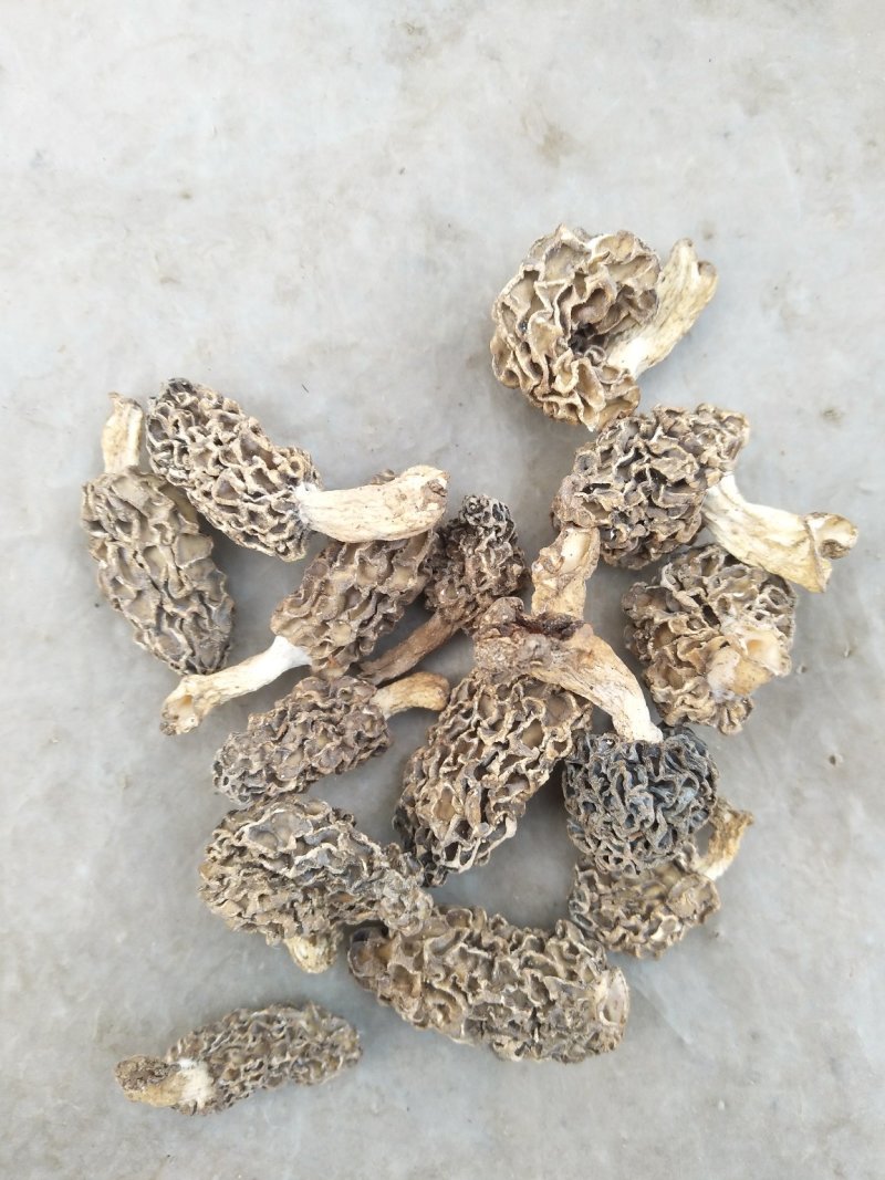 羊肚菌