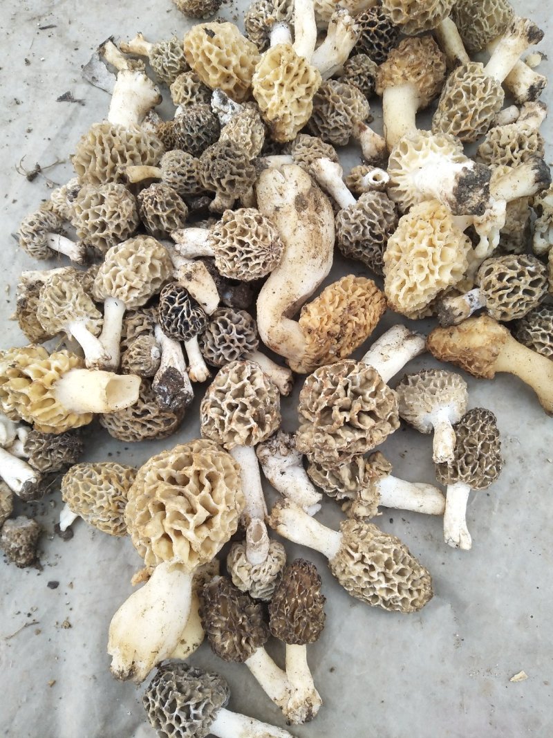 羊肚菌