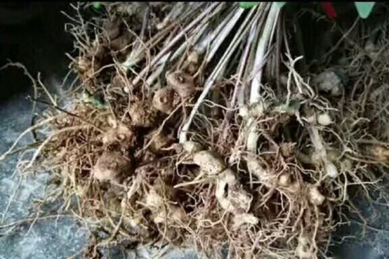 大量多花倒苗甜味姜型黄精苗子，多花倒苗姜型黄精