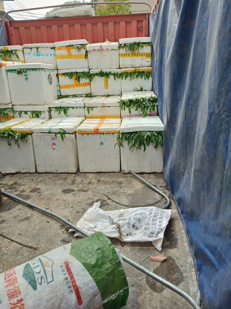 大量多花倒苗甜味姜型黄精苗子，多花倒苗姜型黄精