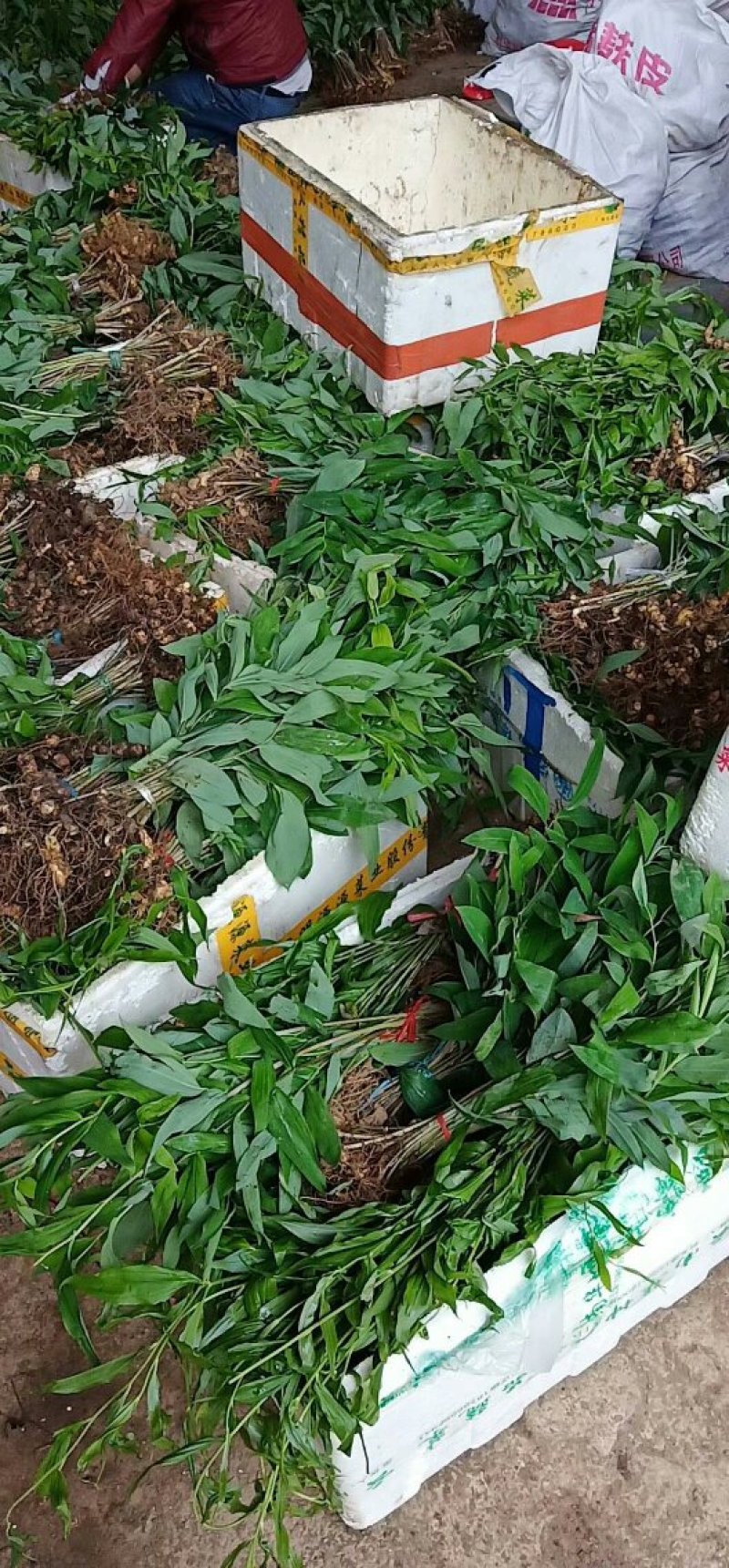 大量多花倒苗甜味姜型黄精苗子，多花倒苗姜型黄精