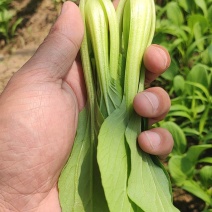 上海青小白菜基地安徽油菜