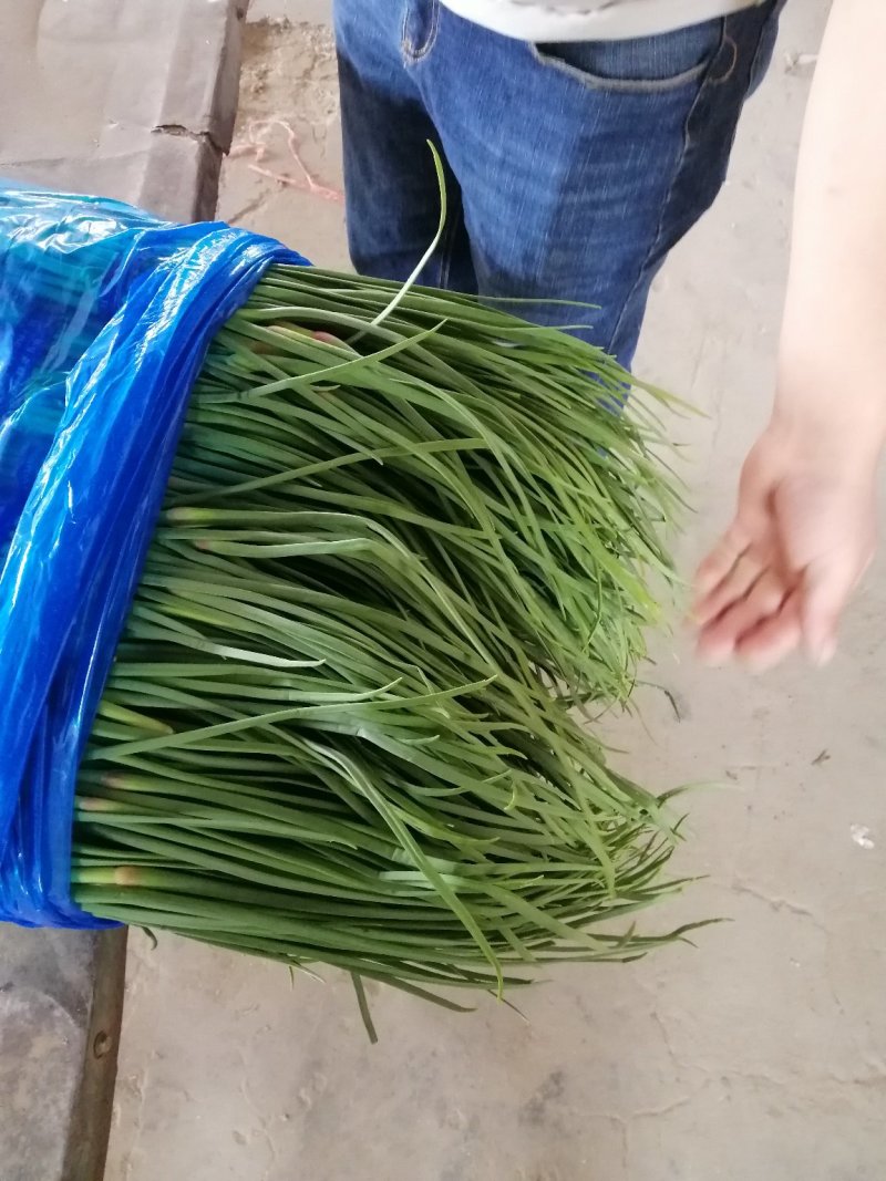 蒜薹