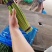 蒜薹