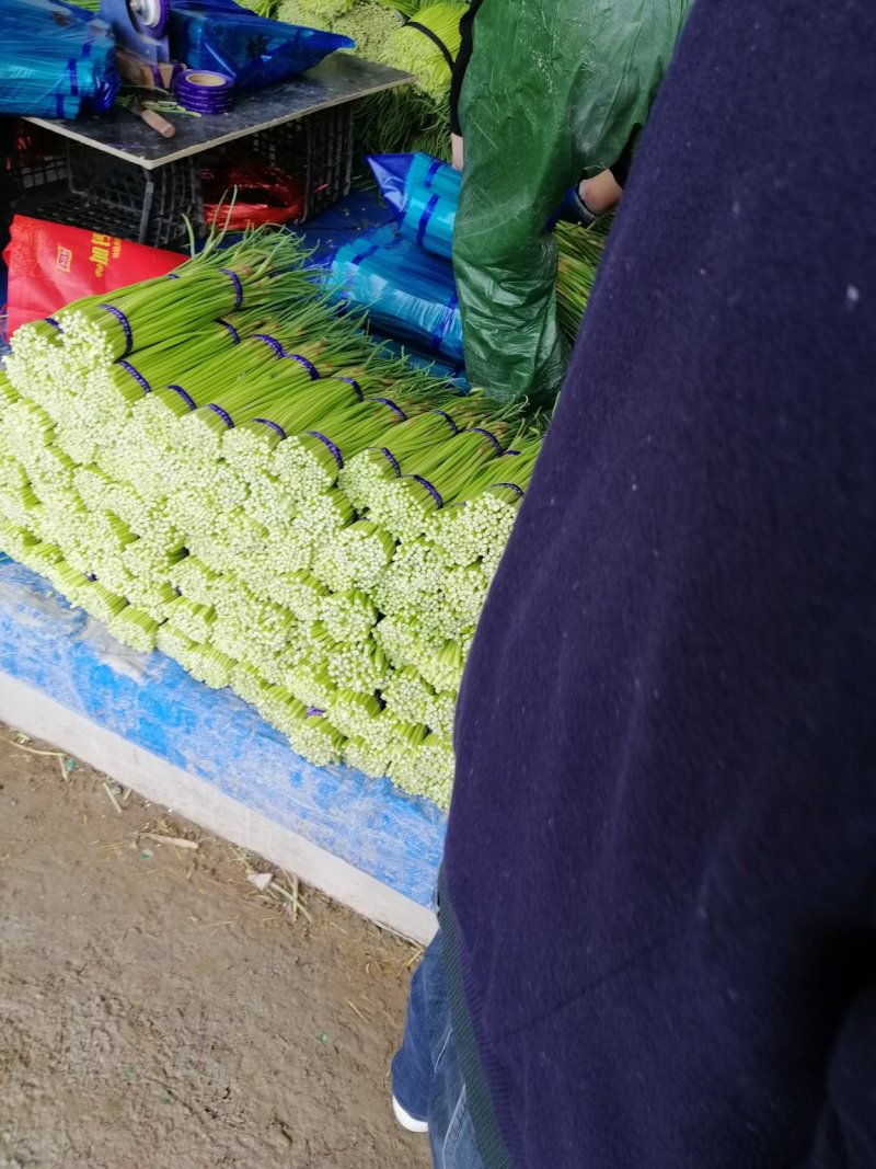 蒜薹
