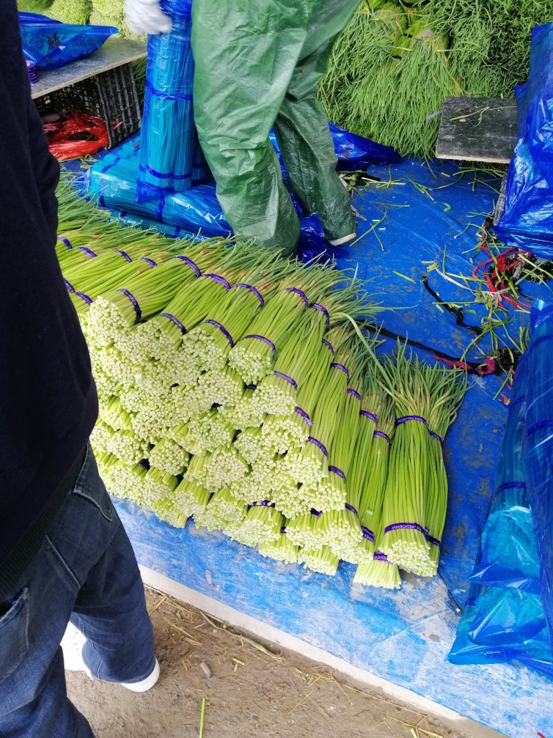 蒜薹