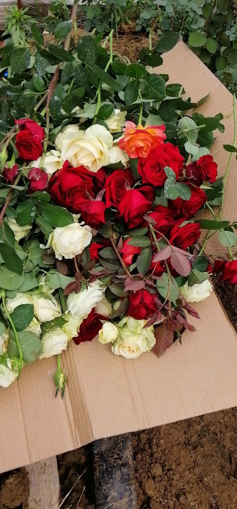玫瑰花盆栽品种，花色多
