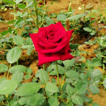 玫瑰花盆栽品种，花色多