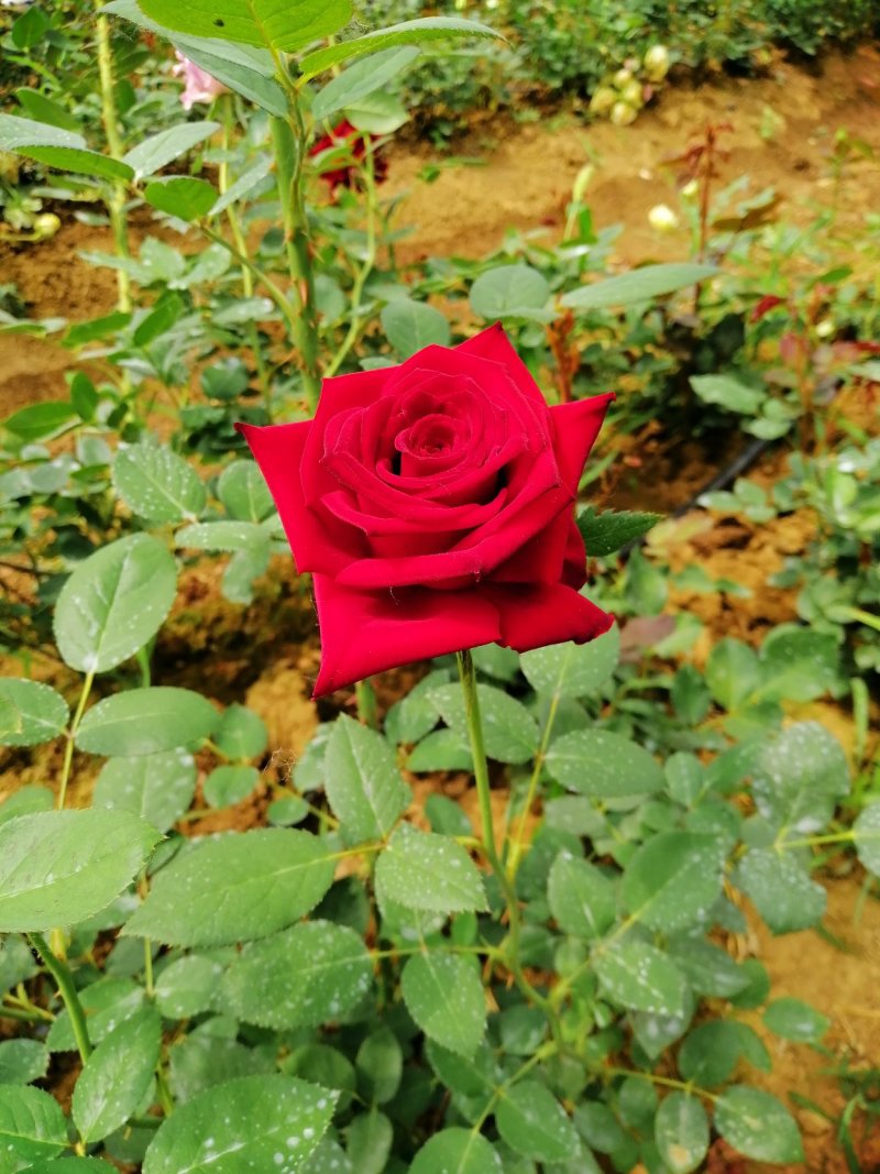 玫瑰花盆栽品种，花色多