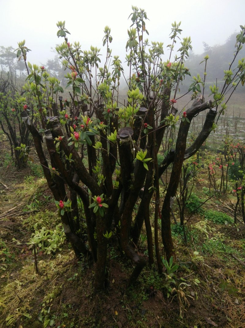 湖北基地映山红桩，杜鹃盆景欢迎实地考察，根系发达全国发货