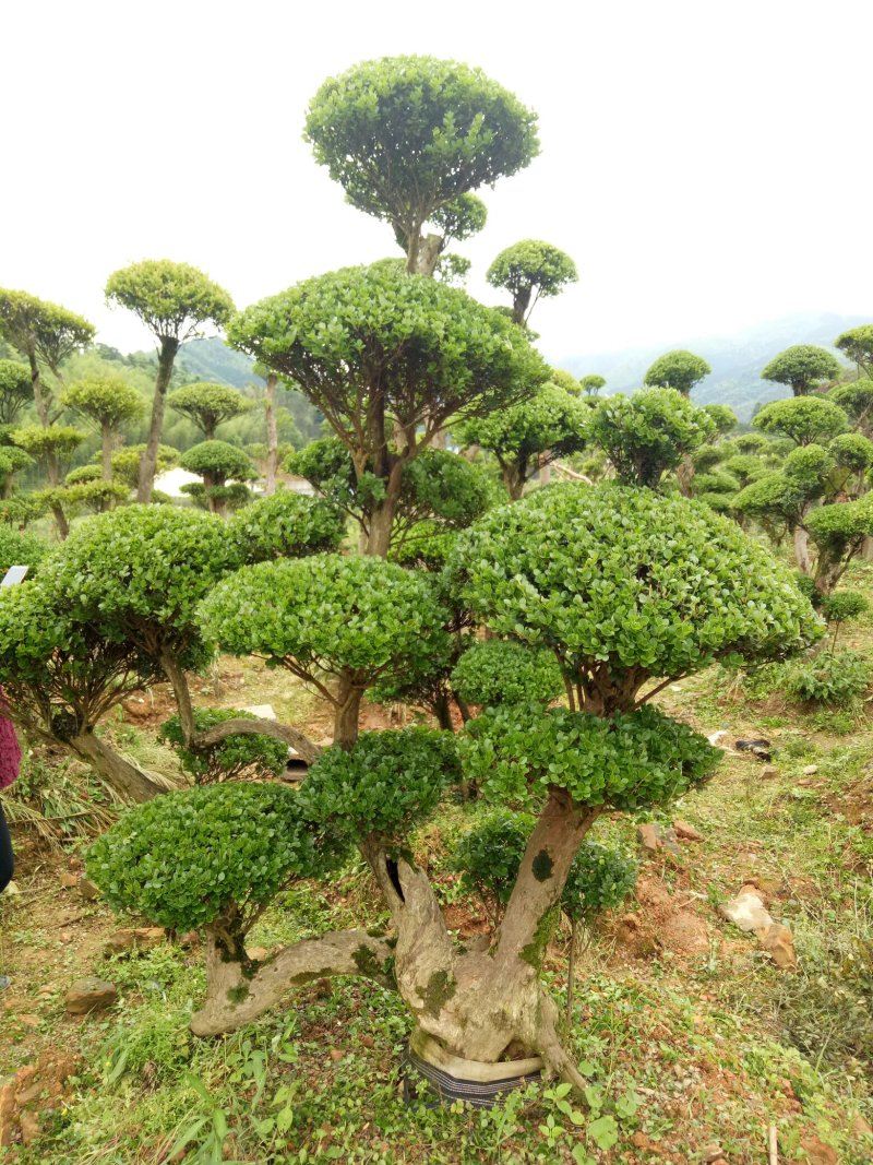 照行赤楠各种规格大小出售