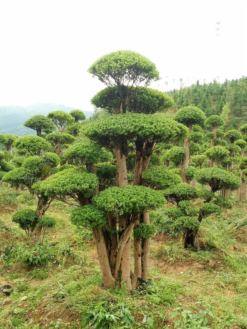 照行赤楠各种规格大小出售