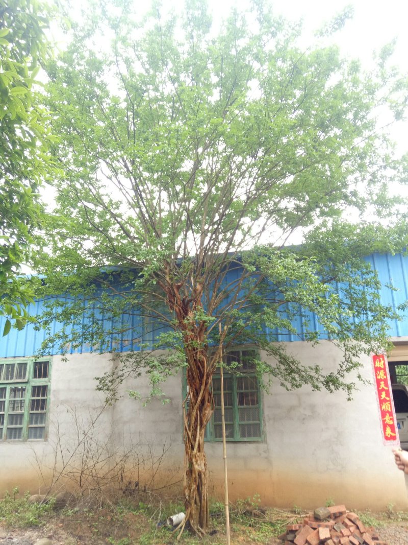 照行赤楠各种规格大小出售