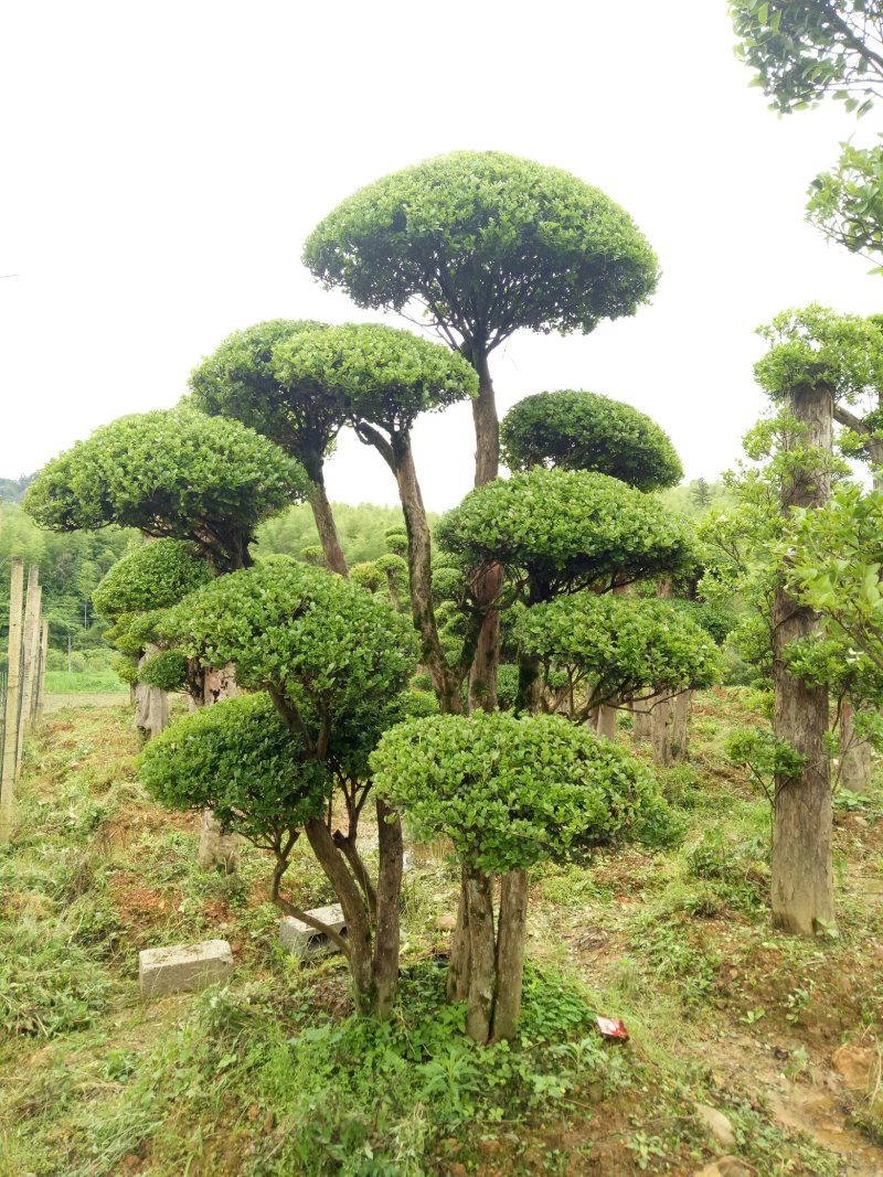 照行赤楠各种规格大小出售