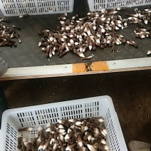 各级黑鸡枞