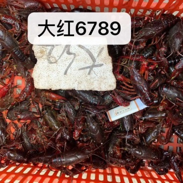 洪湖精品鲜活小龙虾大红789大量批发销售,