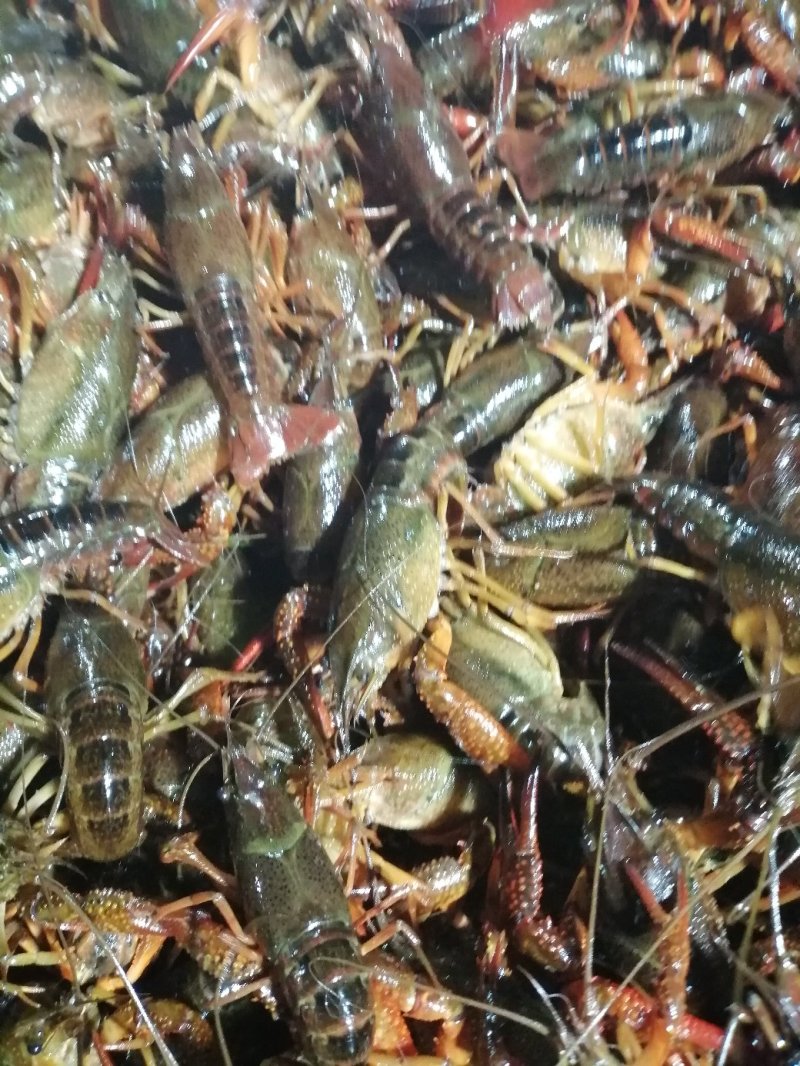 洪湖精品鲜活小龙虾大红789大量批发销售，