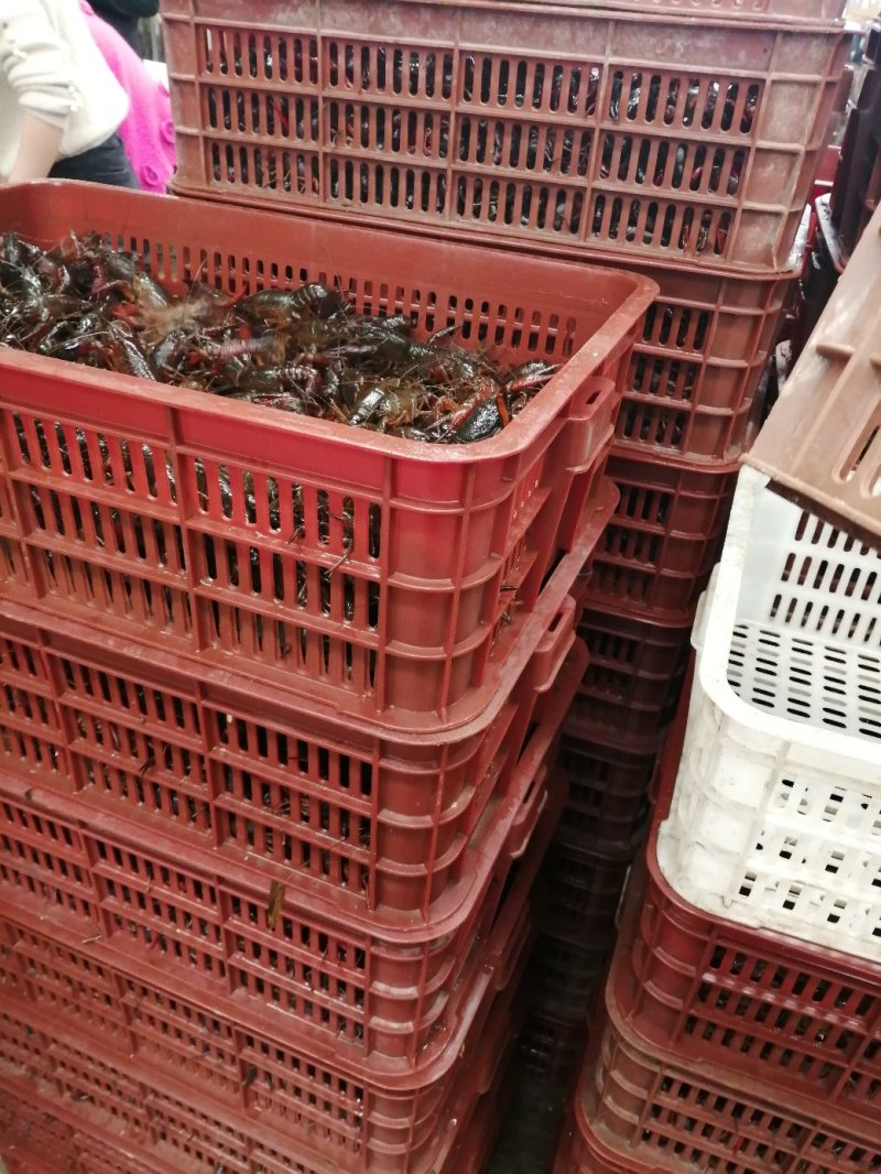 洪湖精品鲜活小龙虾大红789大量批发销售，