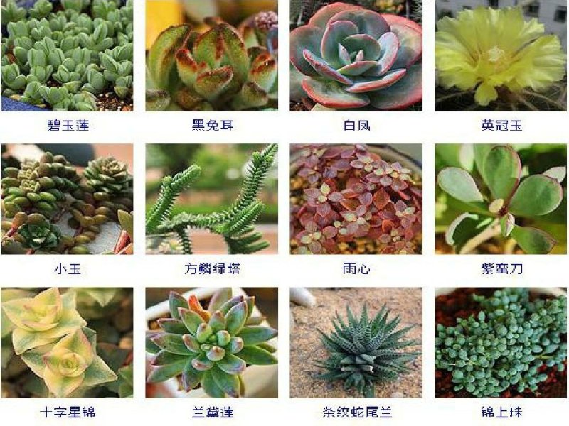 多肉植物