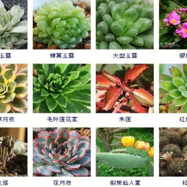 多肉植物