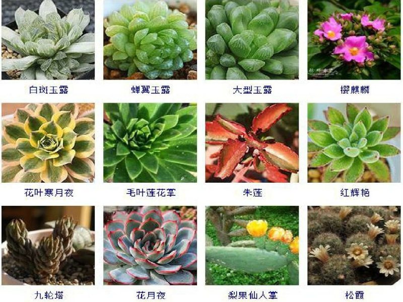 多肉植物