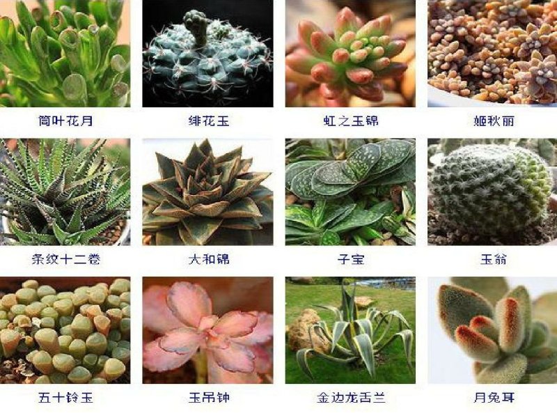 多肉植物