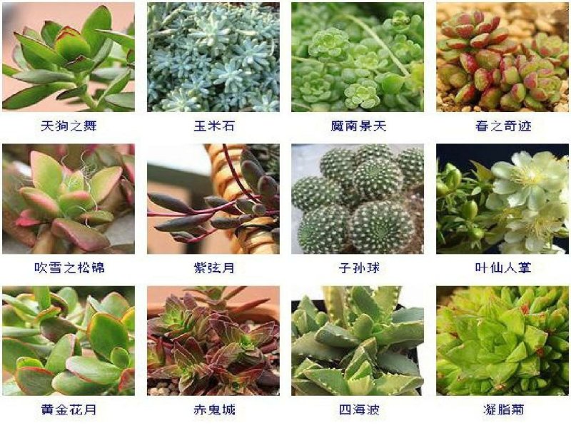 多肉植物
