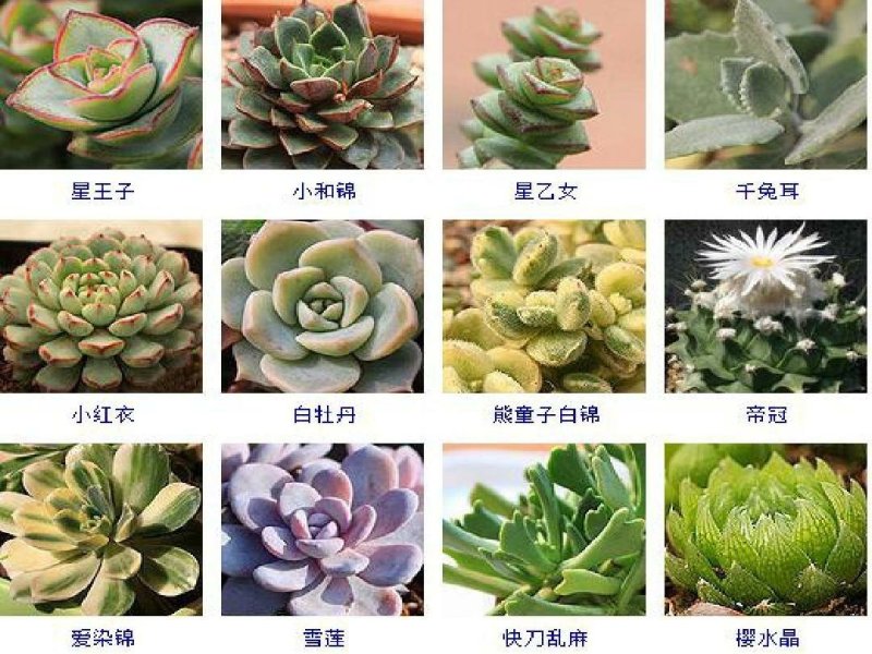 多肉植物
