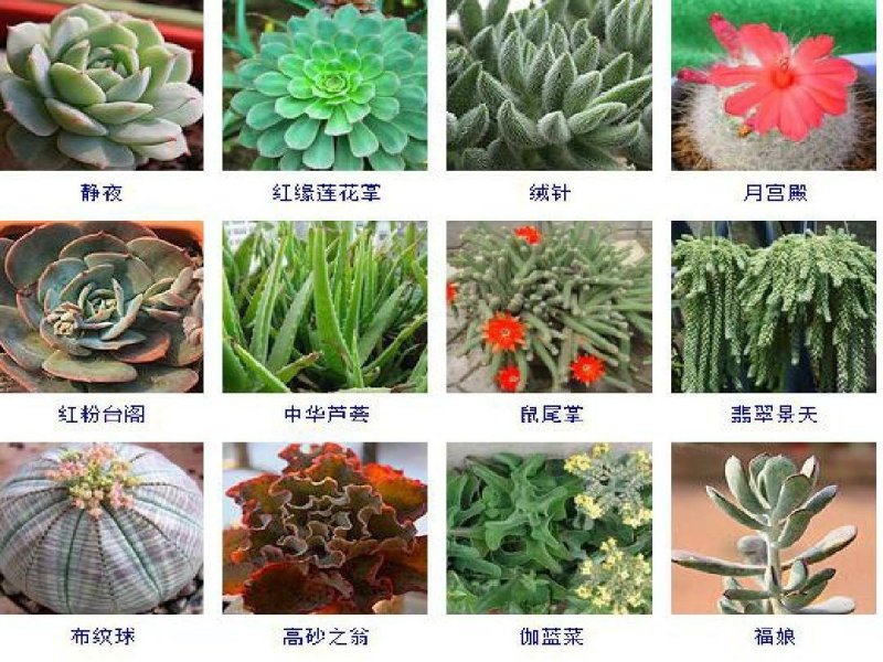 多肉植物