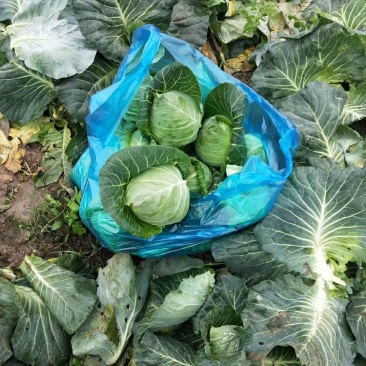 牛心菜，甘蓝上市保质保量