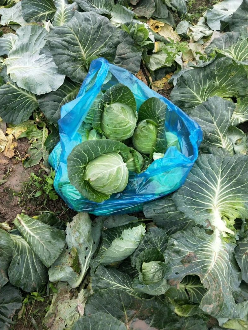 牛心菜，甘蓝上市保质保量