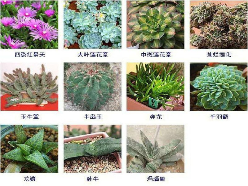 多肉植物