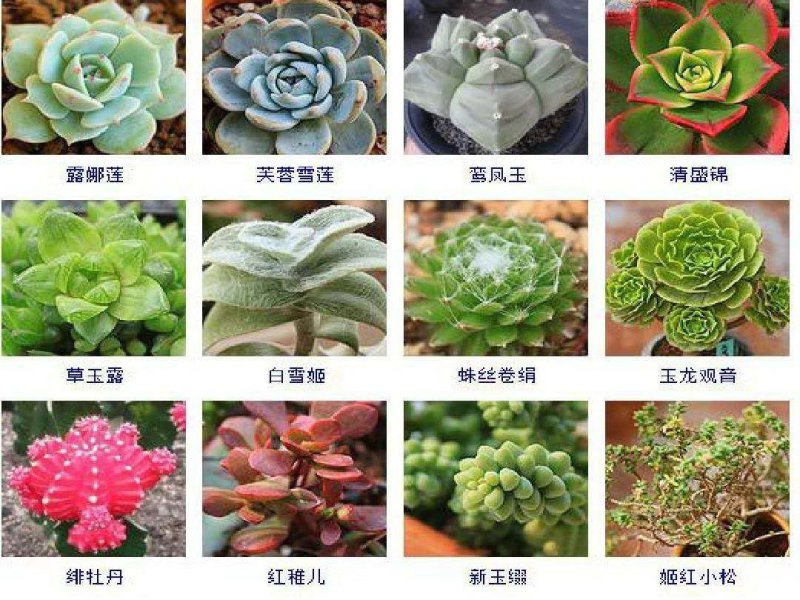 多肉植物