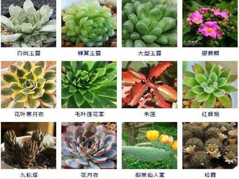 多肉植物
