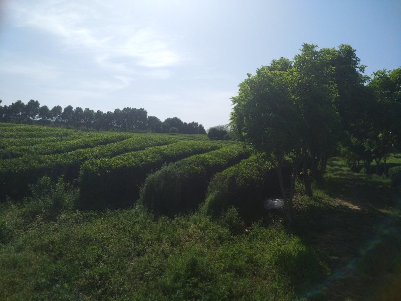 福良山鄂茶一号茶苗穴盘苗裸根苗容器苗批发