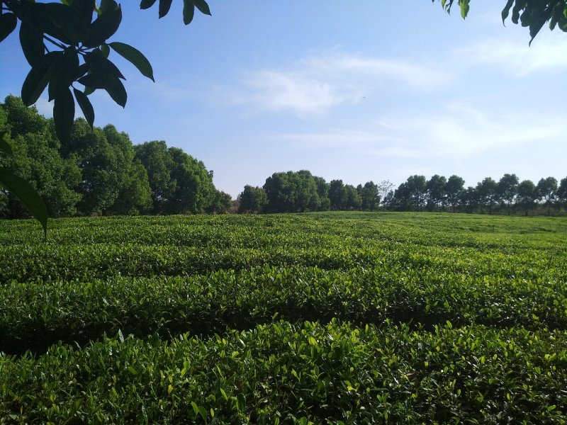 福良山鄂茶一号茶苗穴盘苗裸根苗容器苗批发