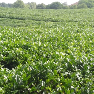 福良山鄂茶一号茶苗穴盘苗裸根苗容器苗批发