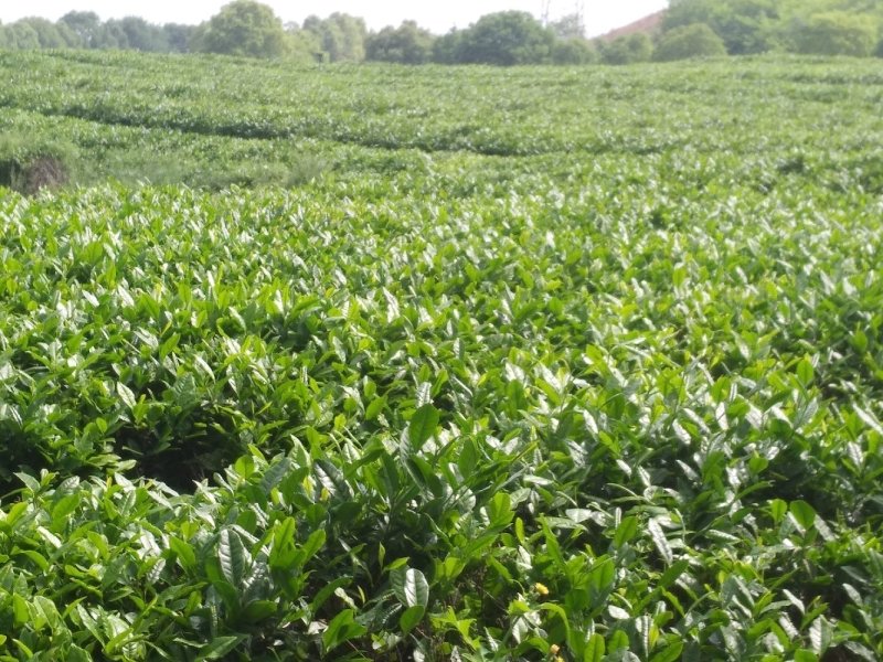 福良山鄂茶一号茶苗穴盘苗裸根苗容器苗批发