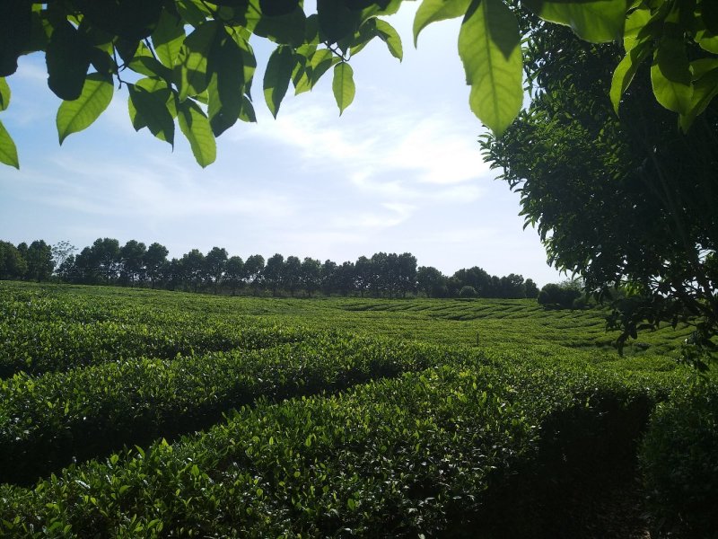 福良山鄂茶一号茶苗穴盘苗裸根苗容器苗批发