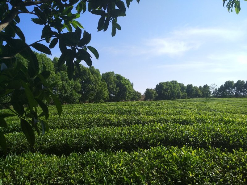 福良山鄂茶一号茶苗穴盘苗裸根苗容器苗批发
