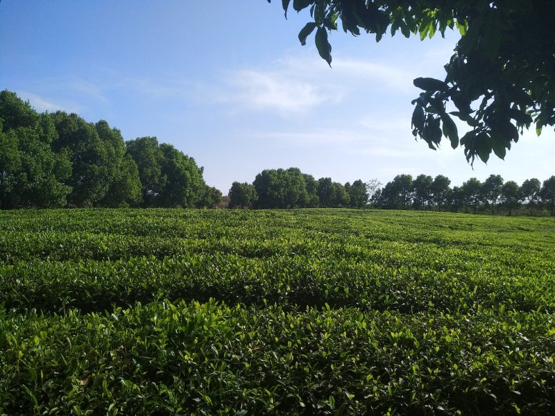 福良山鄂茶一号茶苗穴盘苗裸根苗容器苗批发