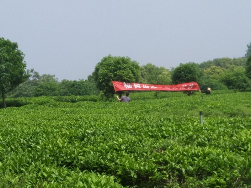 福良山鄂茶一号茶苗穴盘苗裸根苗容器苗批发
