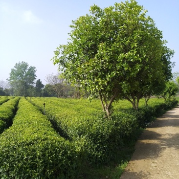 福良山茶苗中茶108茶苗容器苗穴盘苗裸根苗
