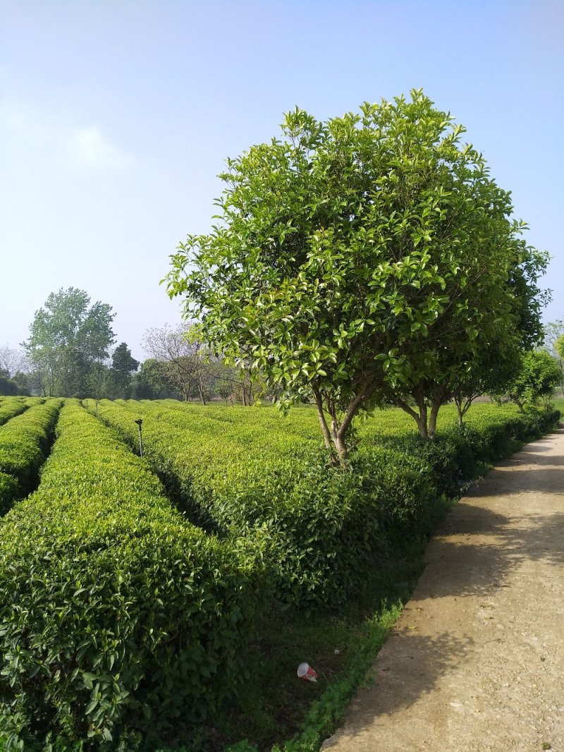 福良山茶苗中茶108茶苗容器苗穴盘苗裸根苗